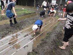 田植え