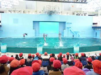 イルカショー