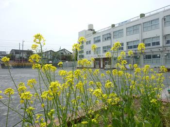 菜の花