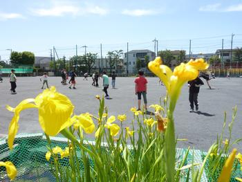 ５月の花