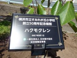 ハクモクレン