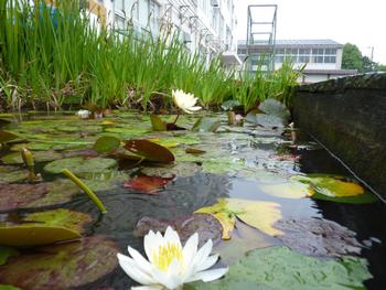 スイレンの花