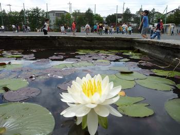 すみれ池のスイレン