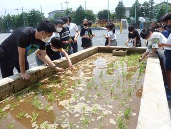 田植え