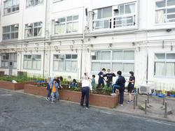 苗植え