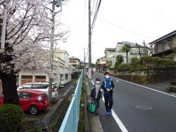 桜の下を登校