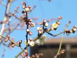 梅の花