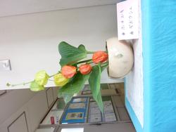 ほおづき