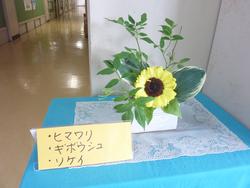 ひまわり