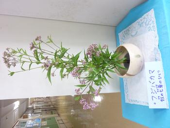 秋の七草