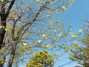 ４月１５日 水 春の木の花 鳥が丘小学校