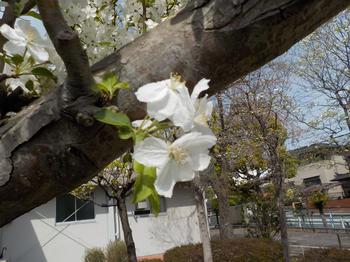 ひめりんごの花