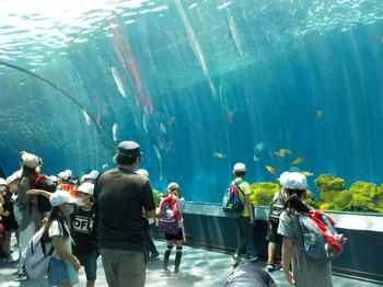水族館3