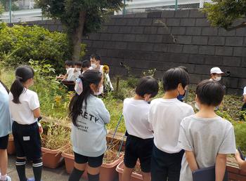 植物の観察