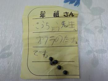 オクラの種
