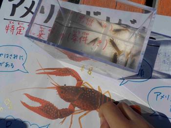 ザリガニ