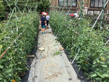 野菜の観察