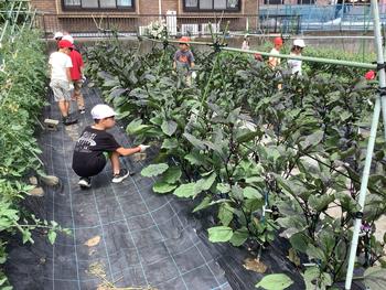 野菜の観察