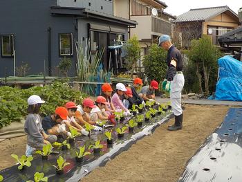 苗植え