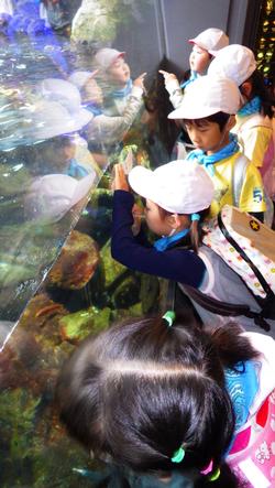 新江ノ島水族館遠足３