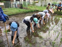 田植え