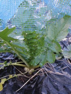 野菜③
