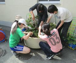 ６月花植え1