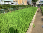 7月の田んぼの様子