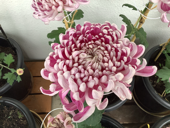 ピンクの菊