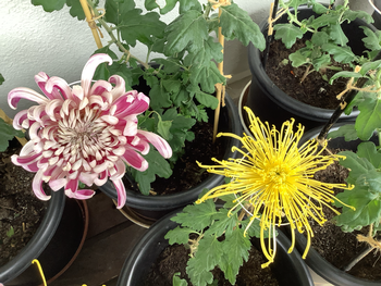 2輪の菊