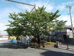 7月1日 月曜日 梅雨の晴れ間と桜の木 都筑小学校