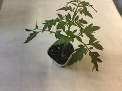 トマトの苗