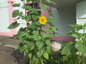 向日葵