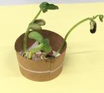 豆の発芽