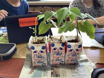 インゲンを観察するようす