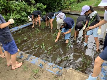 苗を田んぼに植える様子