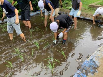 苗を田んぼに植える様子