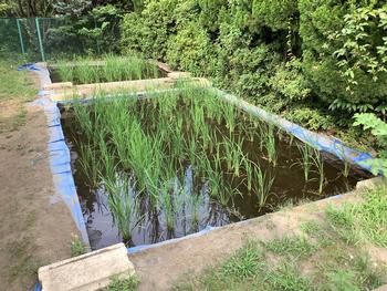 田んぼに苗を植えて１９日目の様子