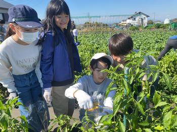 野菜を収穫する様子