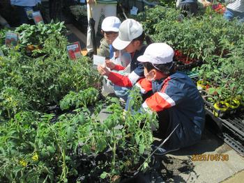 野菜の苗を選ぶ様子