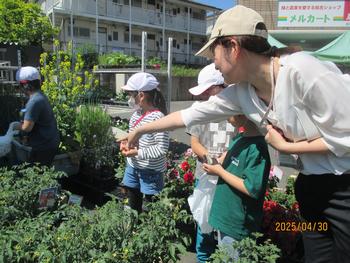 野菜の苗を選ぶ様子