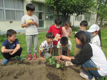 野菜の苗を植える様子
