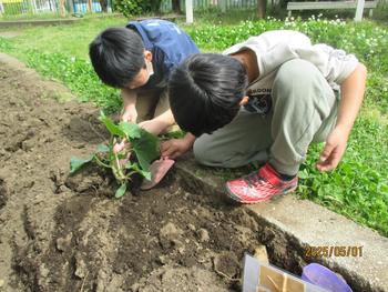 野菜の苗を植える様子
