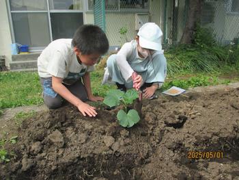 野菜の苗を植える様子