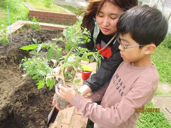 野菜の苗を植える様子