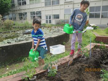 野菜の苗を植える様子