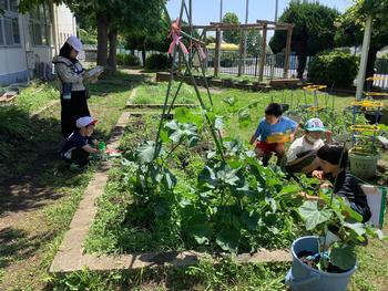 大きく育った野菜を観察する様子