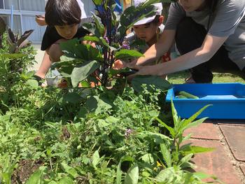 大きく育った野菜を観察する様子