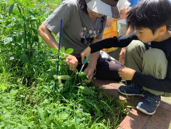 大きく育った野菜を収穫する様子