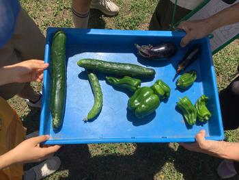 大きく育った野菜の様子